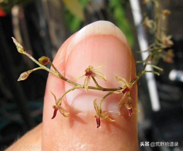 世界上最小的兰花仅铅笔芯大,别瞧不起花!我也是高等植物
