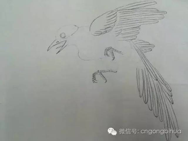 飞鸟绘画技法