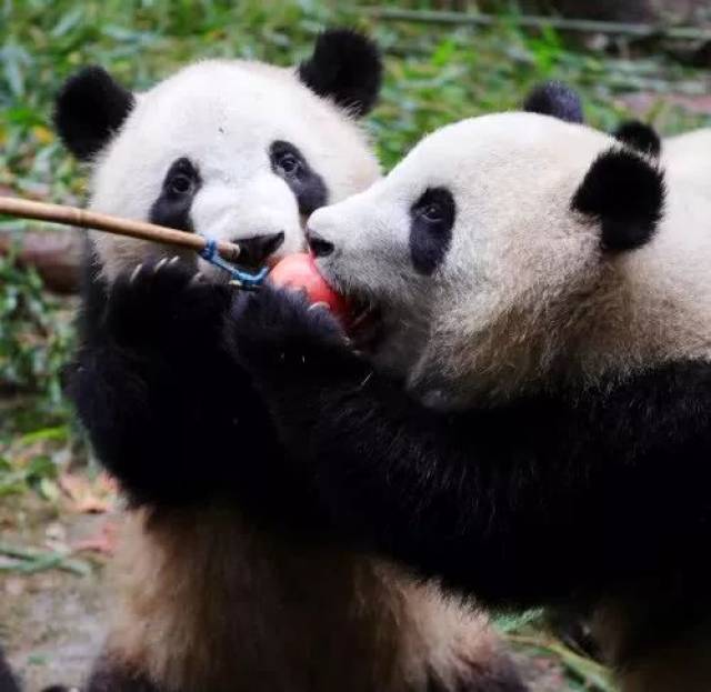 大熊猫吃苹果,不料却被同伴半道截胡,下一秒它的反应让人傻眼