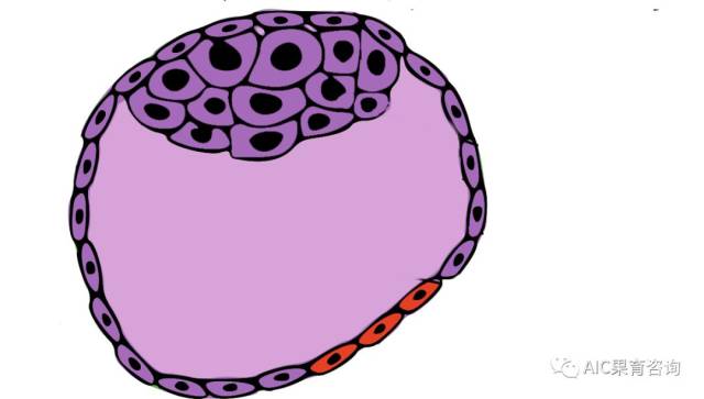 马赛克艺术很美,那马赛克胚胎也是很完美的胚