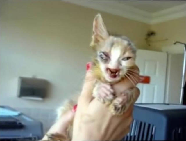 世界上最丑的猫,被蛆虫吃掉半边脸,喵:我别无选择但仍