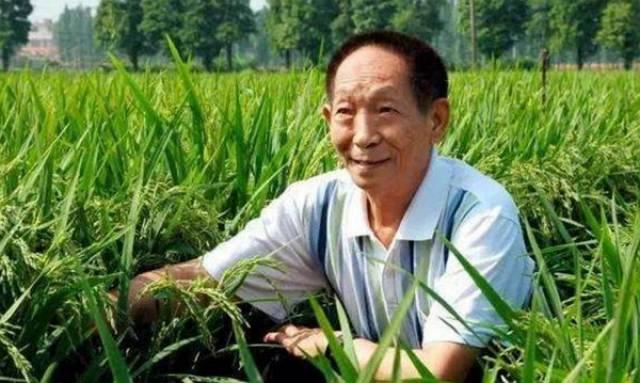 袁隆平:水稻研究的开创者