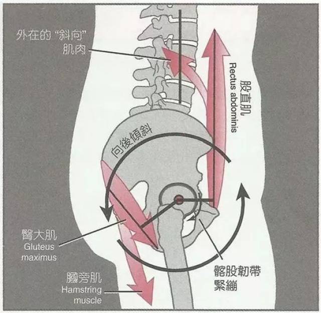 骨盆协调的进行运动的主要是以下几块肌肉: ①共同完成骨盆前倾运动的