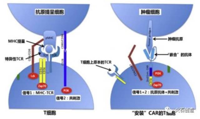 这是car-t细胞的最大优势,通过抗原抗体结合机制特异性识别肿瘤抗原