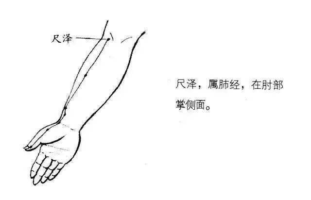 21.尺泽 [位置]在上肢肘窝横纹上,肱二头肌腱外侧处. 22.