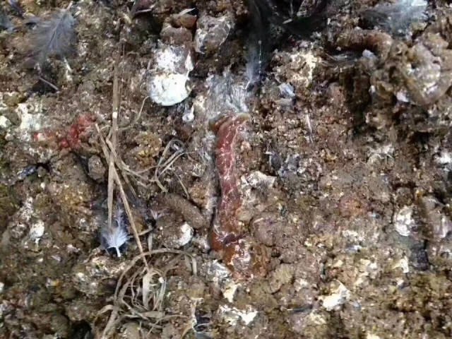 蛋鸡红粪老大难,为什么不好解决,究竟是什么原因?