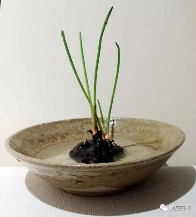 问问荸荠 .