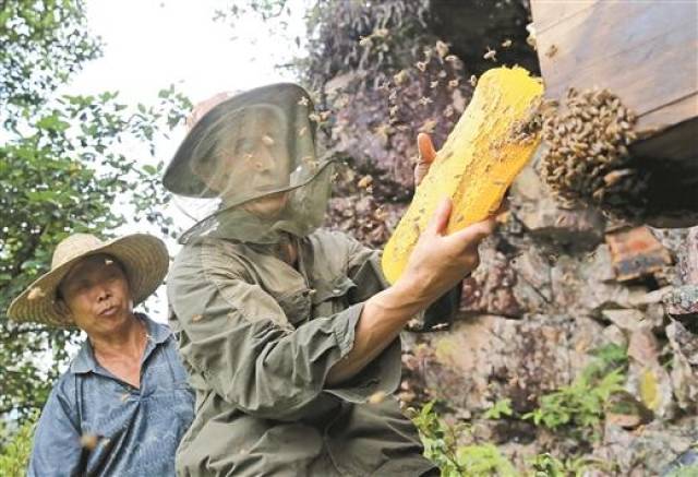 广西融水这位"蜂王"带领村民在崖壁上走出一条"甜蜜"致富路