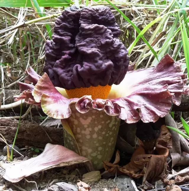 到底是魔芋,磨芋,还是蘑芋?