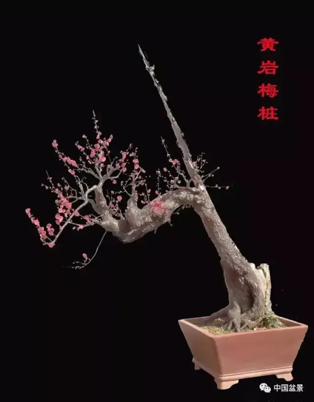 自古以来, 无数文人墨客赋诗作画赞美梅花, 而我更喜欢满天飘雪中的