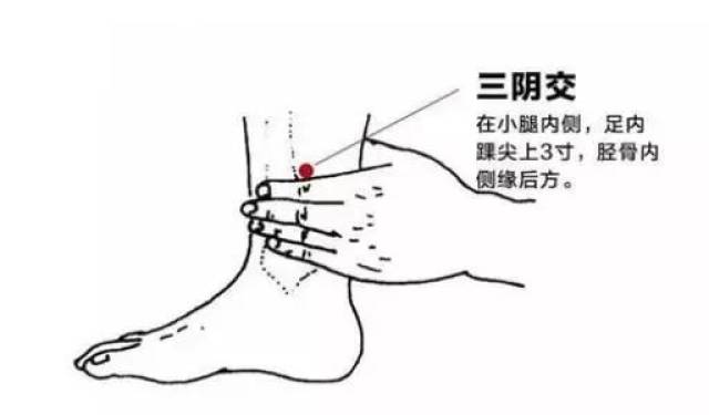 悬钟 [位置]外踝最高点上3寸,腓骨后缘. 35.