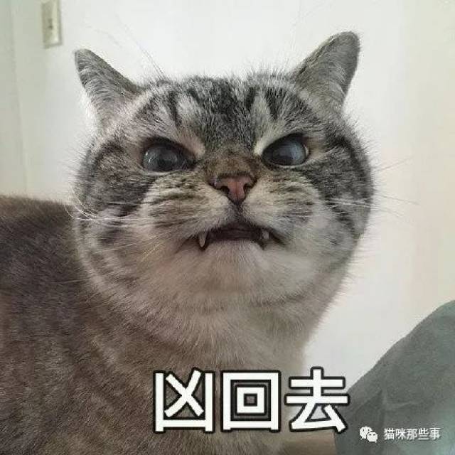 超凶der猫咪表情包,适合心情不好的你!