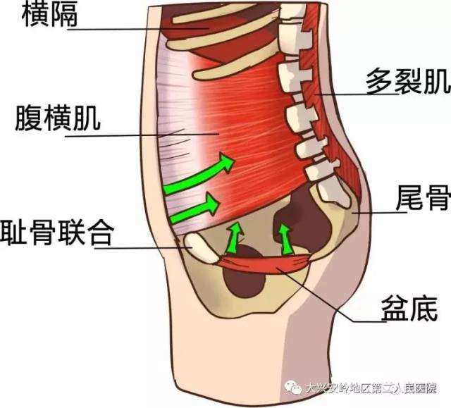在性高潮的时候,耻骨尾骨肌(我们常说的pc肌)和其他盆底肌肉有节律地