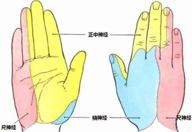 手指发麻与神经损伤有关,如末梢神经炎,尺神经损害,正中神经损害,桡