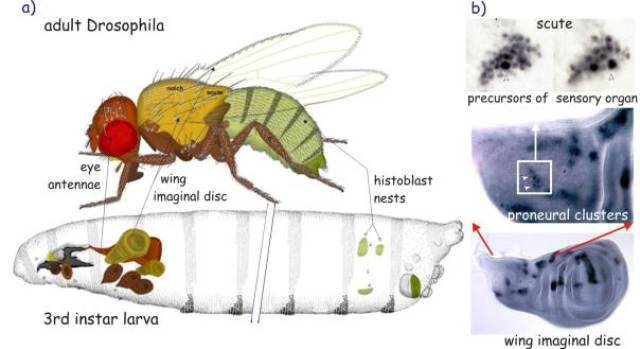 果蝇的成虫盘细胞(图片来自cellbiol) 往好了说,成虫盘是昆虫系统