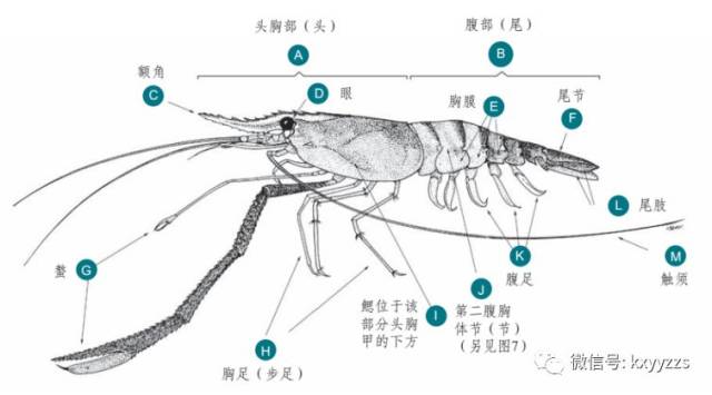 罗氏沼虾体表特征示意图