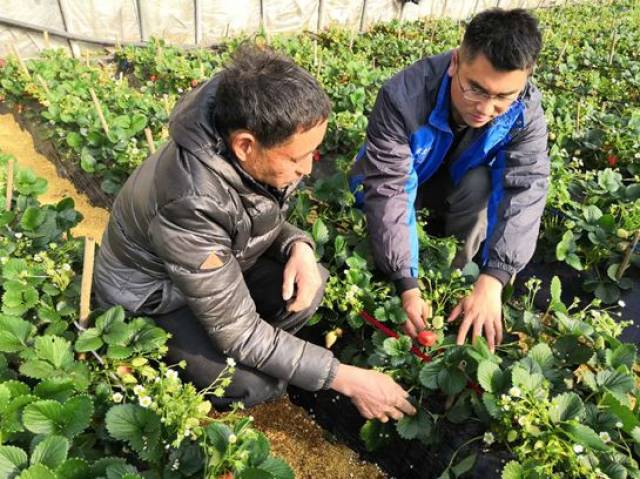 亲土1号草莓种植户李殿忠