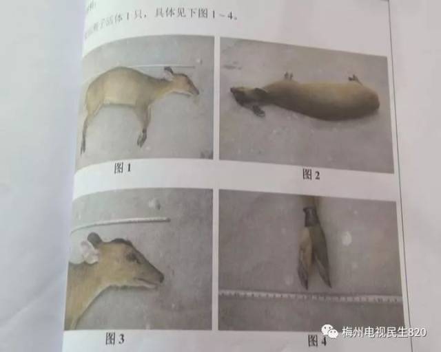 男子林中安装捕兽夹,却被猎物送上被告席.