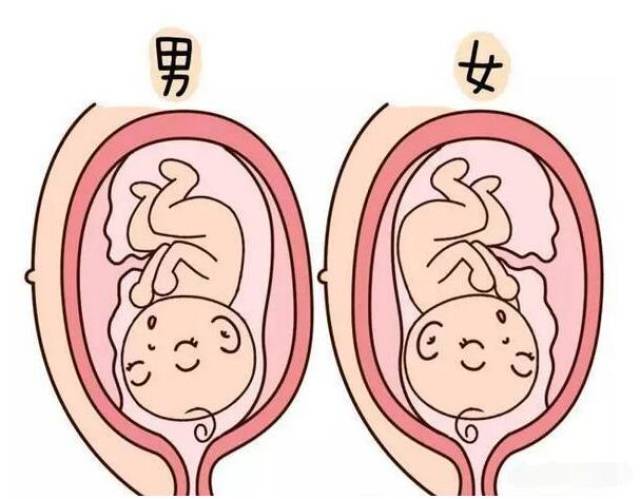 刚刚怀孕50天,怎样判断婴儿的性别?