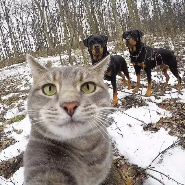 一只沉迷于自拍无法自拔的猫,和它的两只傻狗朋友