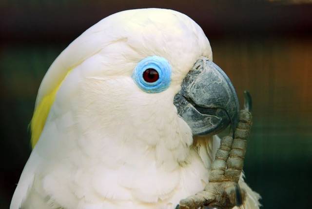 tim heusinger 蓝眼凤头鹦鹉(blue-eyed cockatoo)现存野外成熟个体