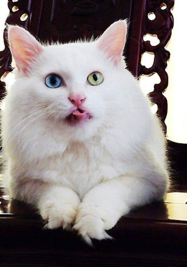 最美异瞳长毛白猫,中国独有山东狮子猫,鸳鸯眼的猫