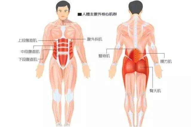 可以看到,它是控制我们腰围两侧粗细的肌肉.