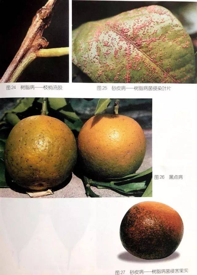 柑橘(沃柑,茂谷柑)常见病害识别及防治方法