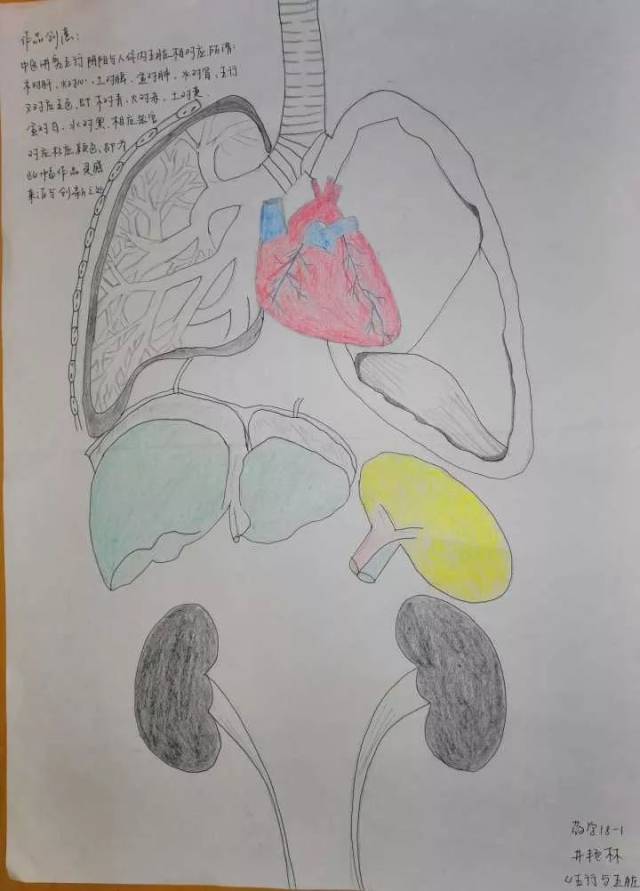 "创意解剖图谱"绘图比赛