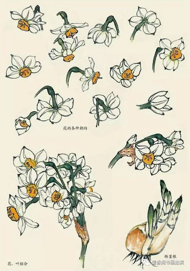 国画教程:各种水仙花的画法