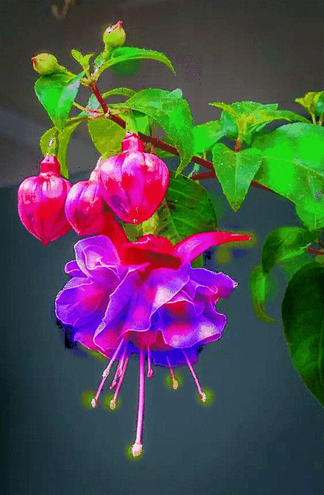 524_800 竖版 竖屏