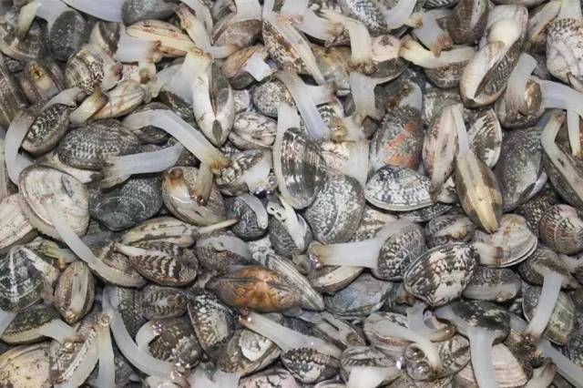 挖蛤 蛤是赶海中很容易遇到,在赶海园中分布着白蛤,花蛤等多品种蛤蜊.