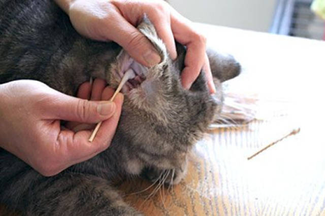 养宠经验:猫抠耳朵药放多少,猫抠耳朵用品用药