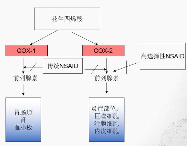 环氧化酶(cox)是一个关键的酶,能够把花生四烯酸代谢产物转化为前列腺