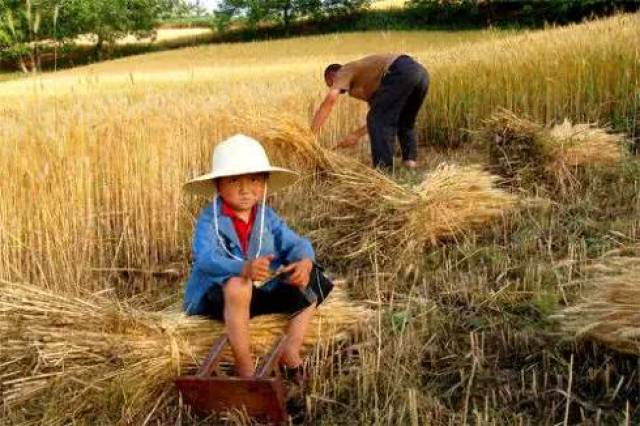为了收麦子,小学都会放假,称作"麦忙假",戴个草帽,我们都是农民的娃儿