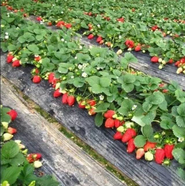 据生态果园草莓吴师傅介绍,种植这种进口牛奶草莓要求较高,在温度