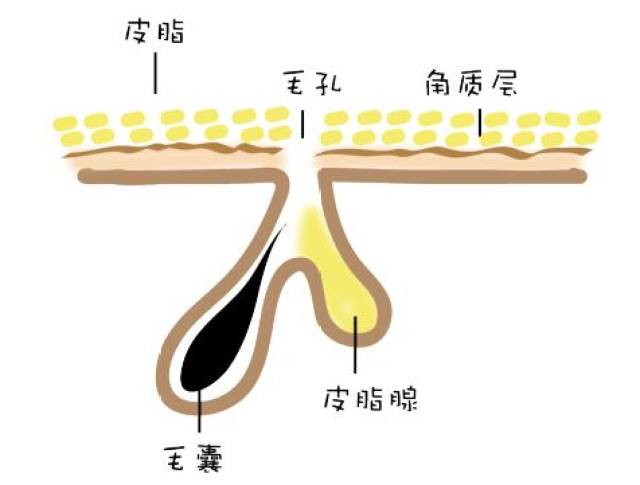 油脂分泌旺盛 皮脂腺分泌皮脂是为了保湿润肤的,但如果毛孔堵住了