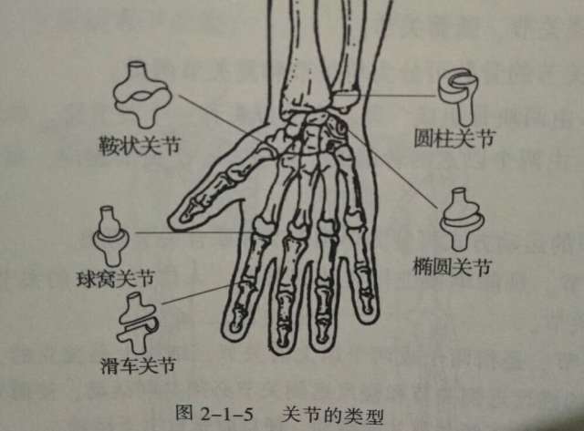 关节有哪些分类?_手机搜狐网