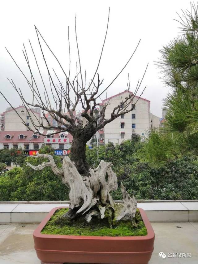 安徽省滁州市盆景赏石协会第二届会员代表大会暨访会长刘传富的空中