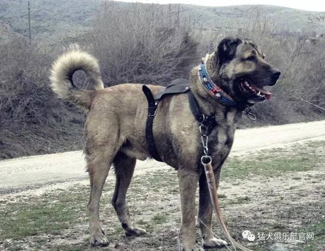 坎高犬是历经多年培育出的一种猛犬.土耳其著名猛犬.