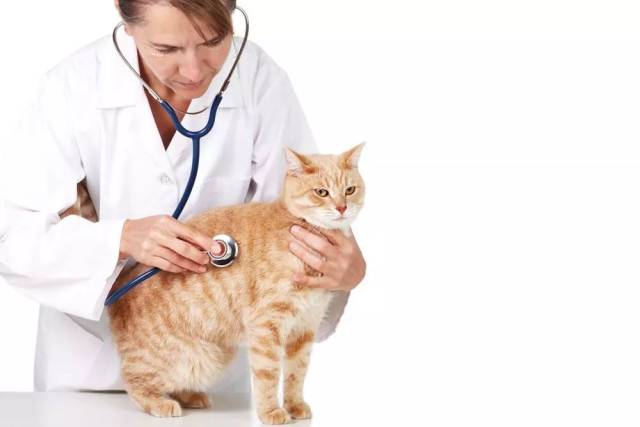在猫咪生病的时候,你能做的二三事 | 养护