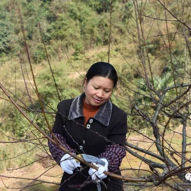 扶贫圈|种桃,栽柚,喂猪……偏柏这个女人把农村的苦日子过出了诗意