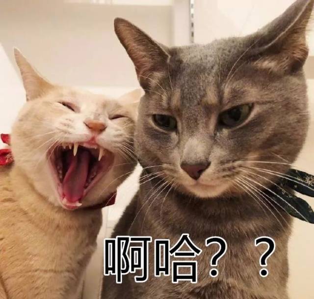 ڸݳղ䣡ҲϹЯӢˣ˿