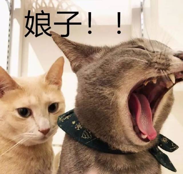 ڸݳղ䣡ҲϹЯӢˣ˿