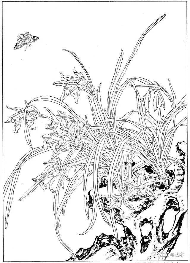 素材-经典兰花白描40幅