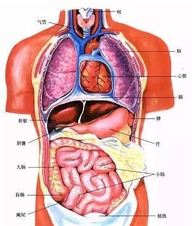 不同的位置,长度不同,对人体解剖测量的数字显示,十二指肠60厘米,小肠