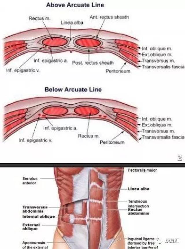 腹直肌鞘由腹内外斜肌和腹横肌的肌腱形成,稳定的附着于白肌上,和腹直