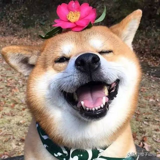 这只全世界最幸福的狗狗,笑起来真的超甜!