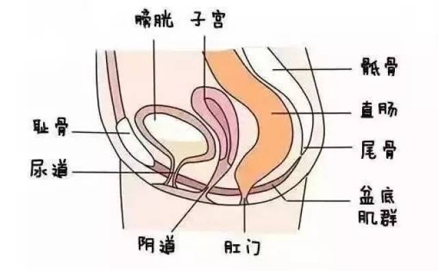 产后盆底康复的几个误区,80%的女性都中招!