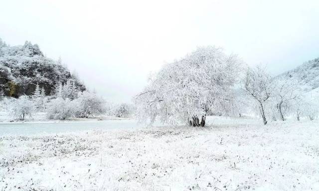 前段时间,重庆巫溪红池坝披上了白色外衣,雪白的外衣和绿水互相映衬
